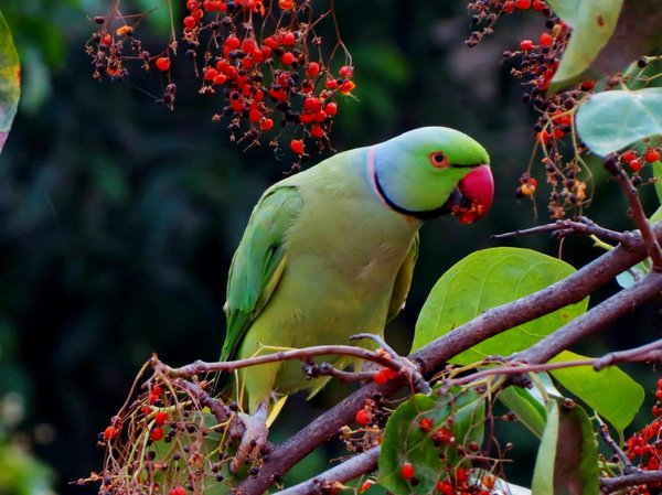 How to Create a Diet Plan for Overweight Parrots to Promote Weight Loss?